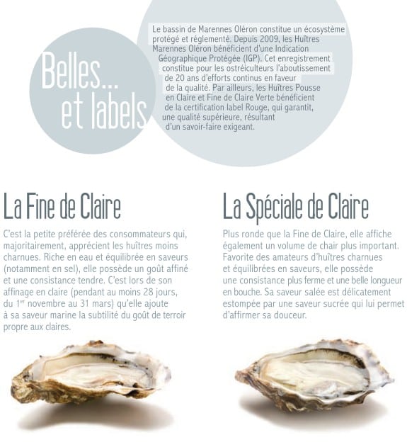 Que faire des coquilles d'huîtres après les fêtes ? - Curieux!